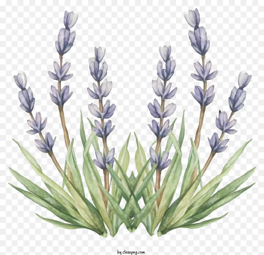 Desenho Animado，Lavanda PNG