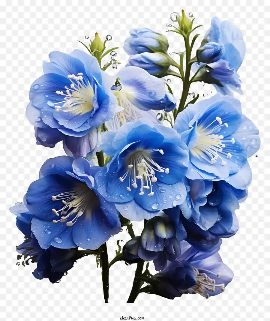 Flor Delphinium，Flores Azuis PNG