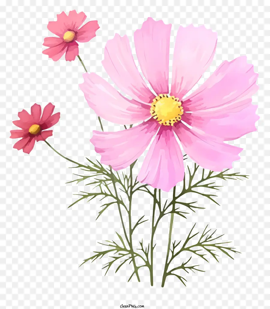 Pinturas Decorativas，Cosmos Flor PNG