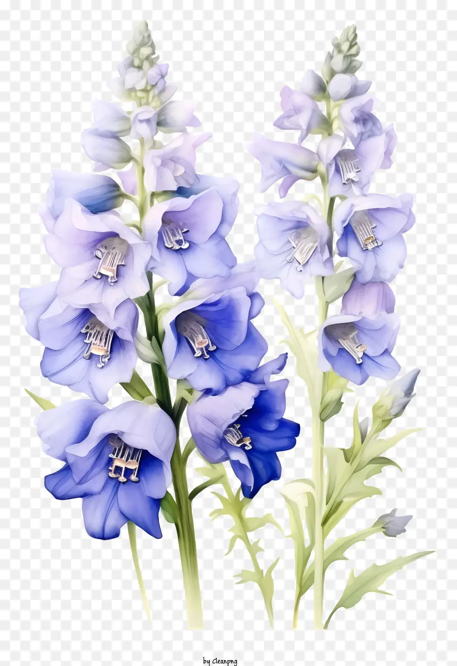 Flor Delphinium，Flores Azuis PNG
