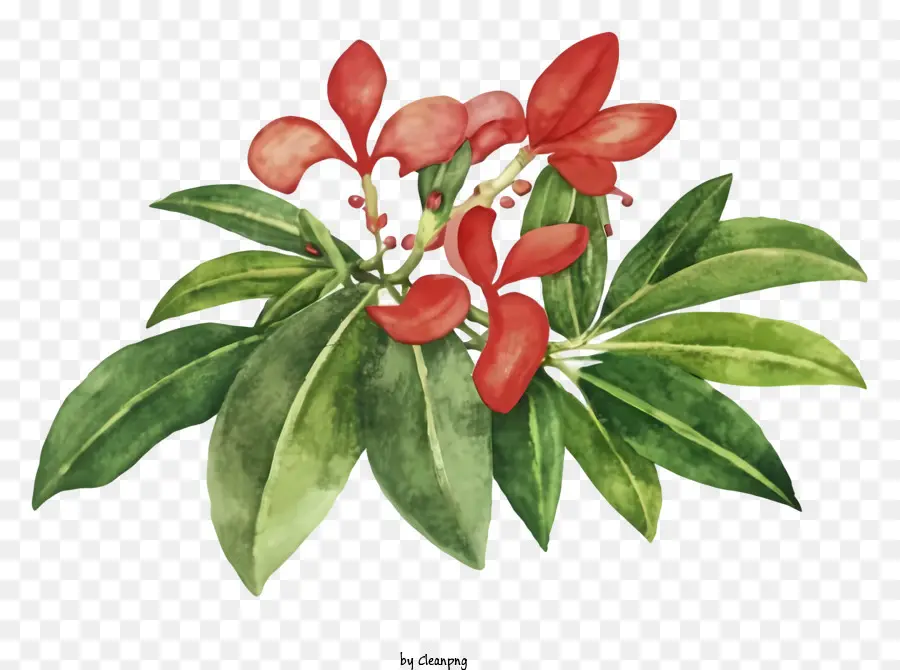 Cartoon，Flor Vermelha PNG