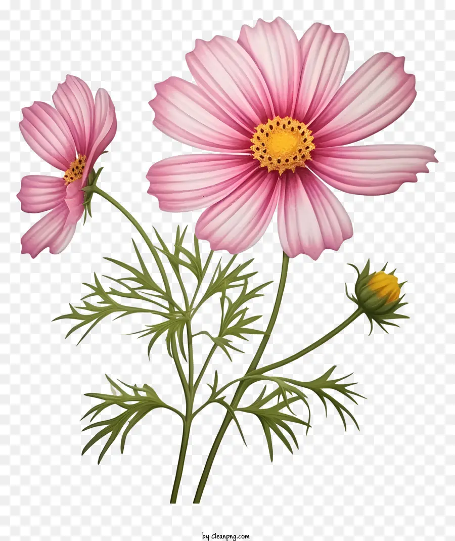 Flor Realista De Cosmos 3d，Flores Cor De Rosa PNG