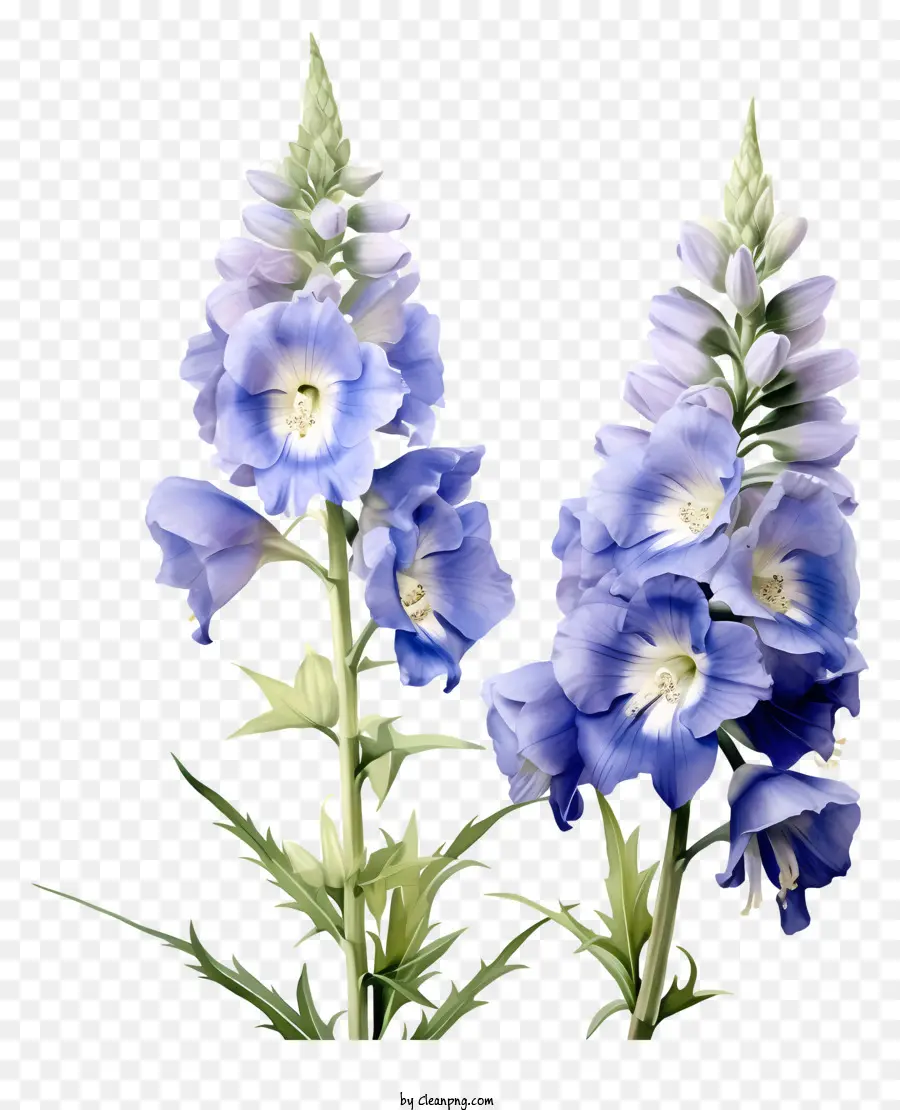 Flor Delphinium，Flor Azul PNG