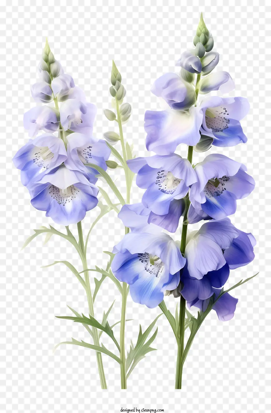 Flor Delphinium，Flor Azul PNG