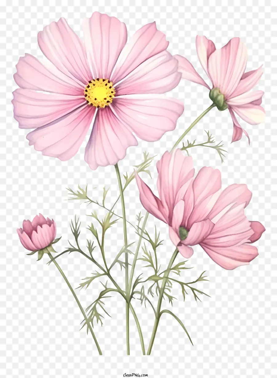 Flor Do Pastel Cosmos，Flores Cor De Rosa PNG