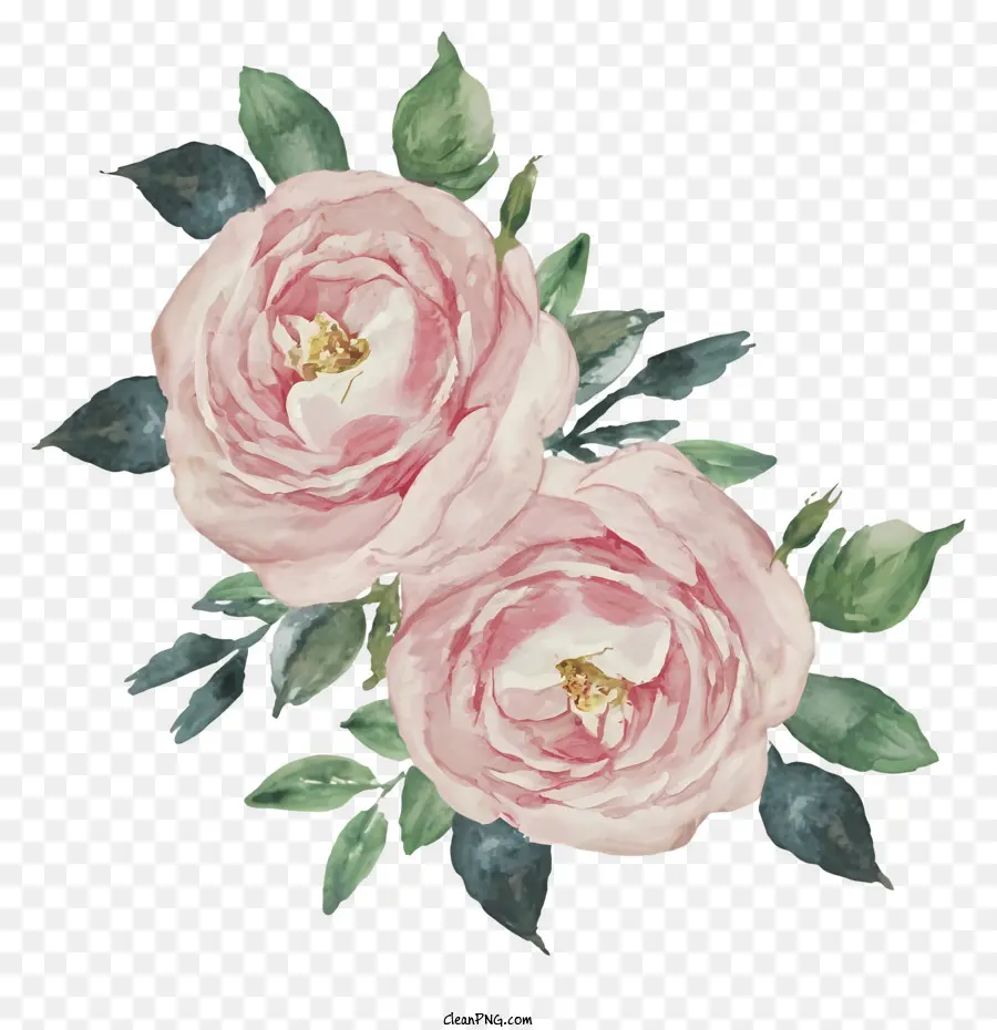 Cartoon，Rosas Cor De Rosa PNG