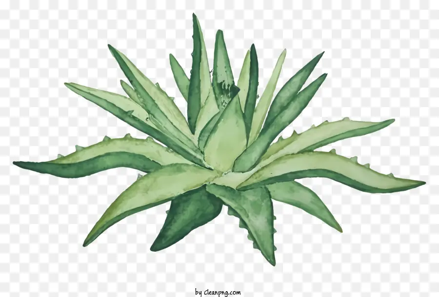 Cartoon，Aloe Vera PNG