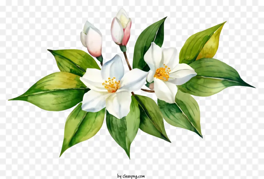 Desenho Animado，Flor Branca PNG