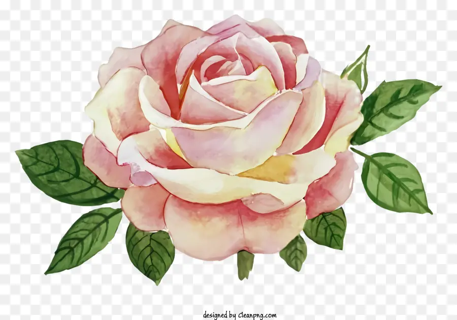 Cartoon，Rosa Cor De Rosa PNG