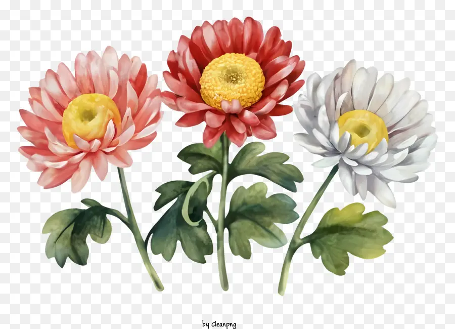 Cartoon，Flores De Crisântemo PNG