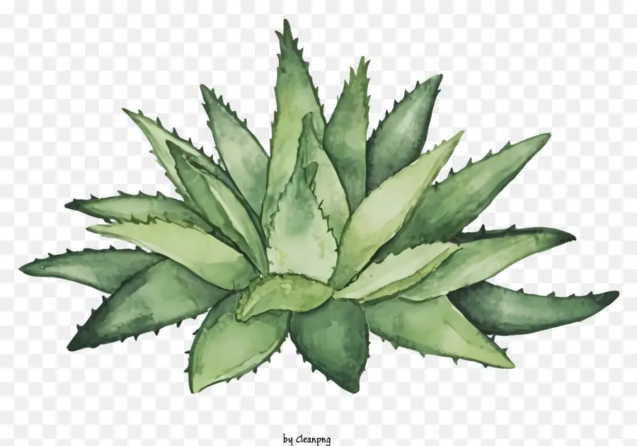 Cartoon，Planta Aloe Vera PNG