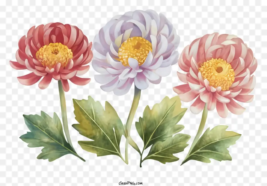 Desenho Animado，Flores De Crisântemo PNG