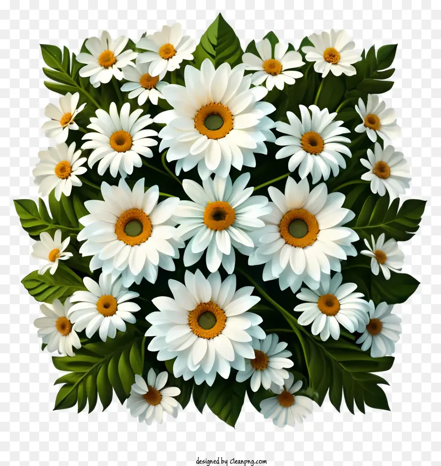 Cartoon，Daisies Brancos PNG