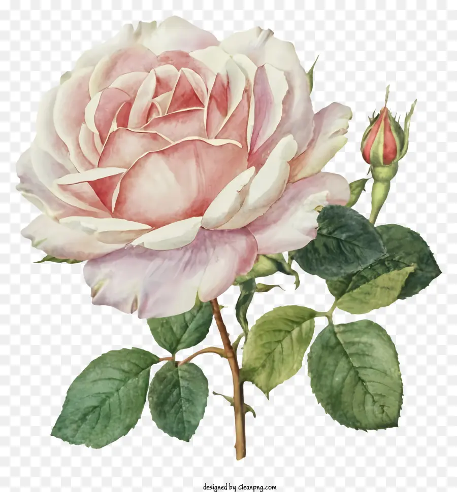 Cartoon，Rosa Cor De Rosa PNG