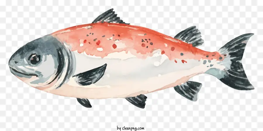 Peixe Vermelho E Branco，Fish Black Stripe PNG