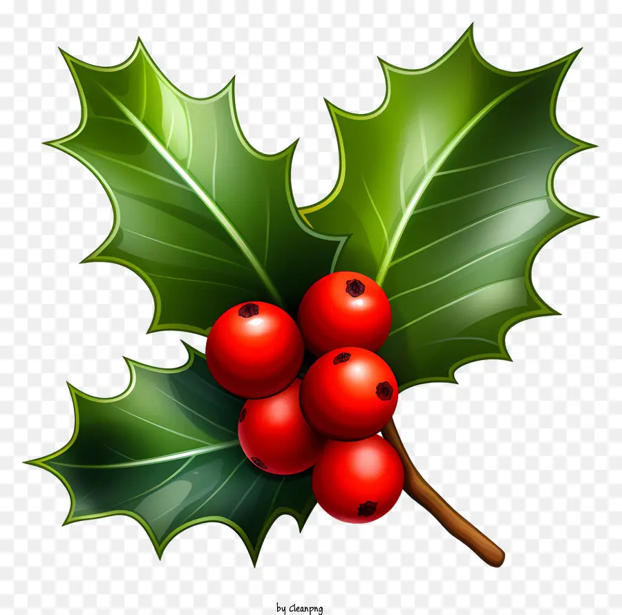 Natal Holly，Bagas De Azevinho PNG