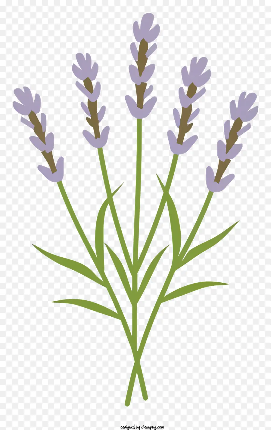 Cartoon，Flores De Lavanda PNG