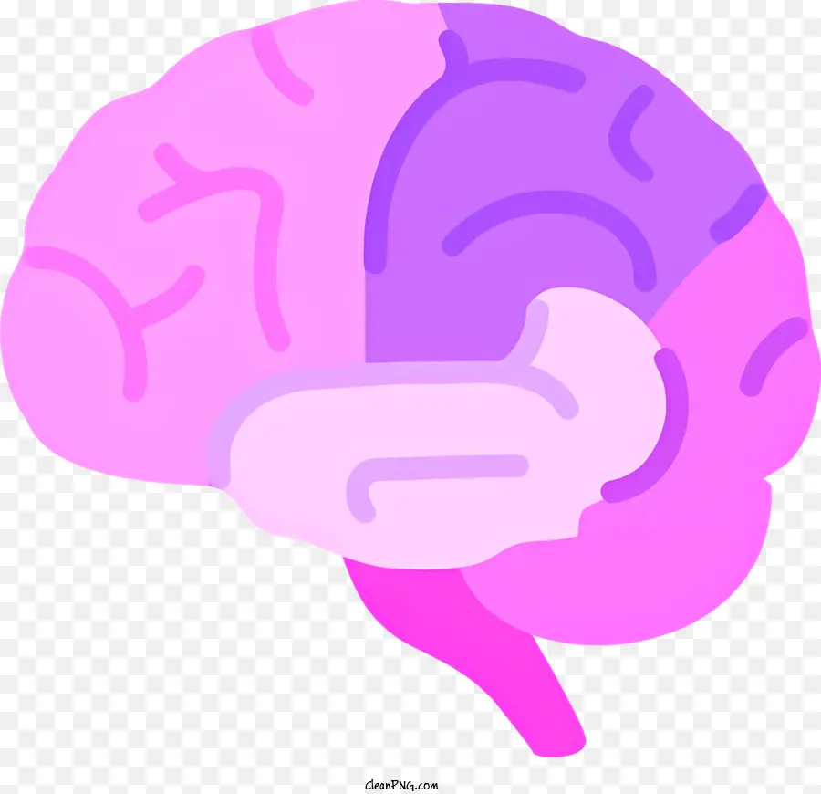 Médico，Cérebro Humano PNG