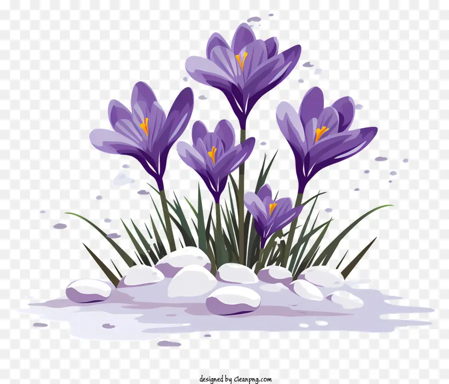 Roxo Crocus，Açafrões Roxos PNG