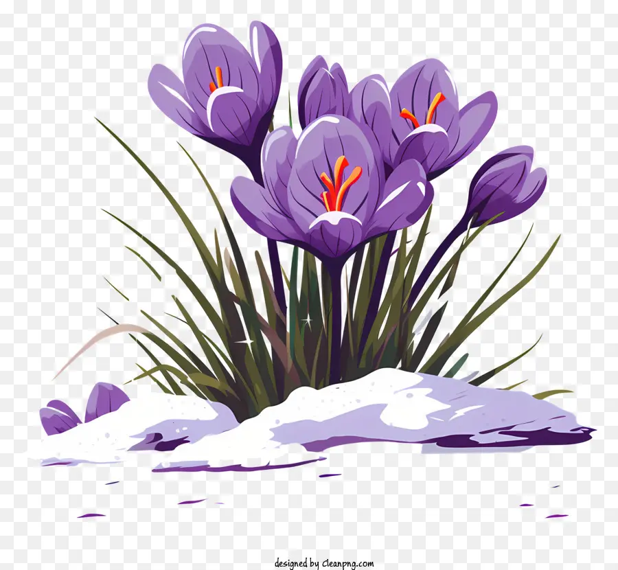 Roxo Crocus，Açafrões Roxos PNG