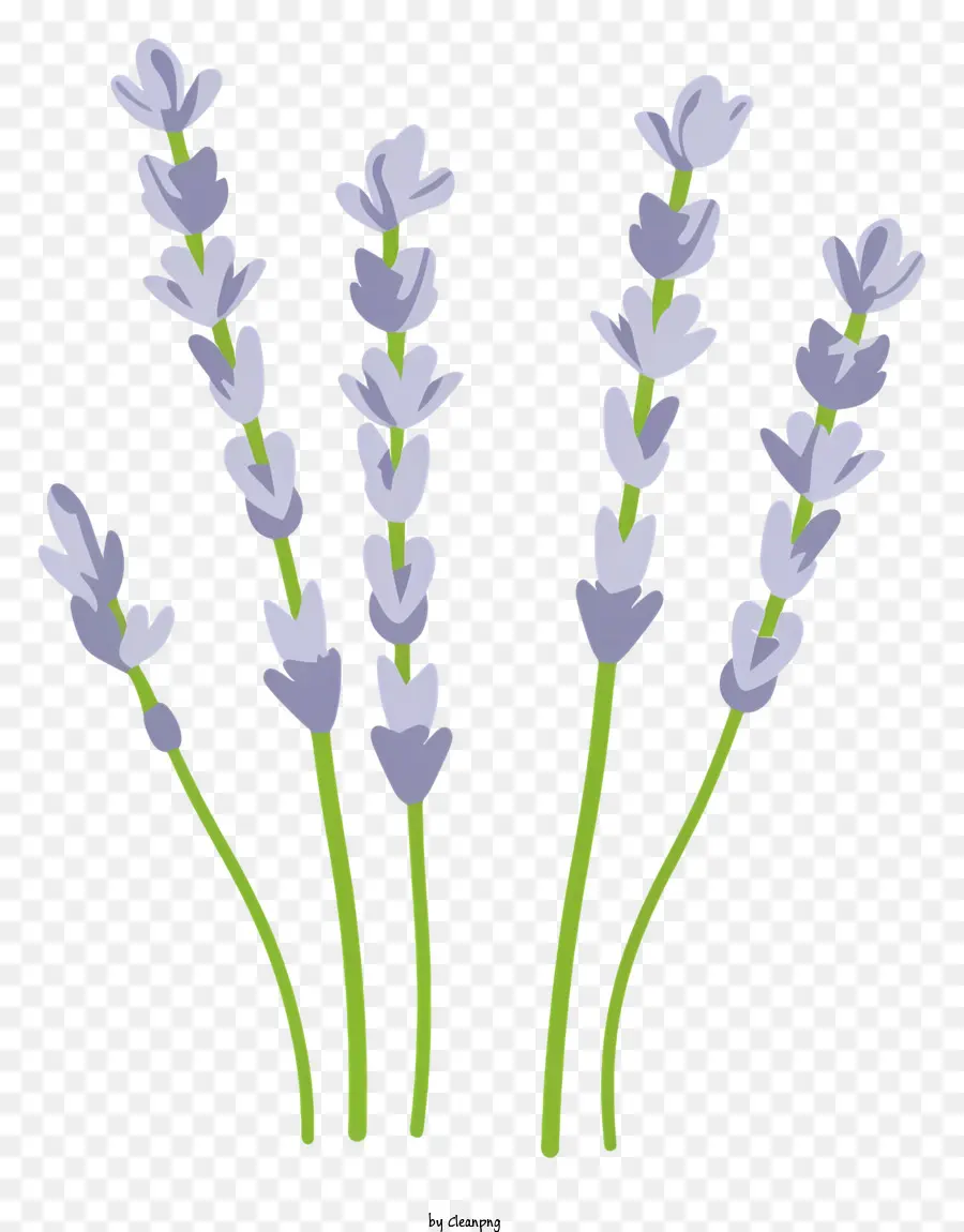 Desenho Animado，Lavanda PNG