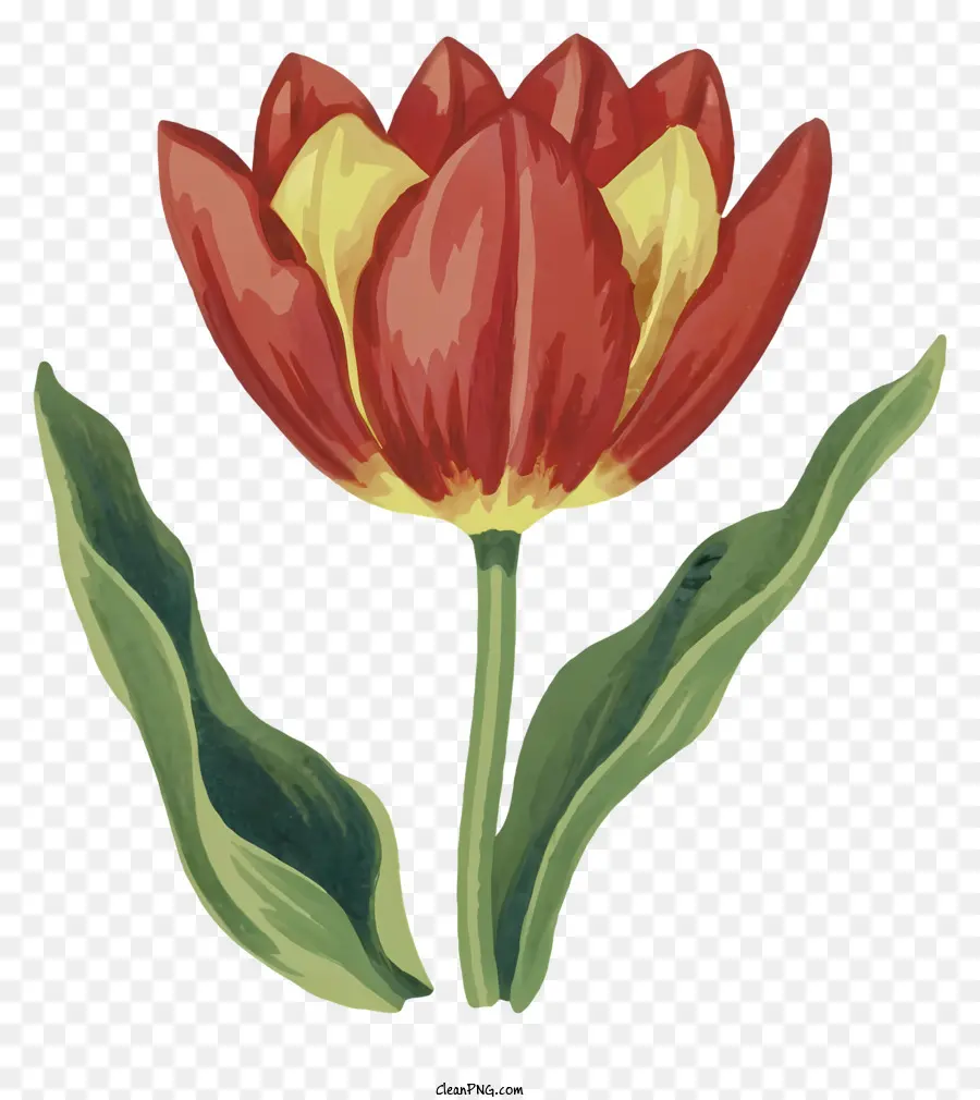 Cartoon，Flor De Tulipa Vermelha PNG