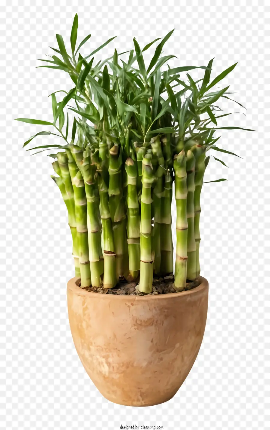 Desenho Animado，Planta De Bambu PNG