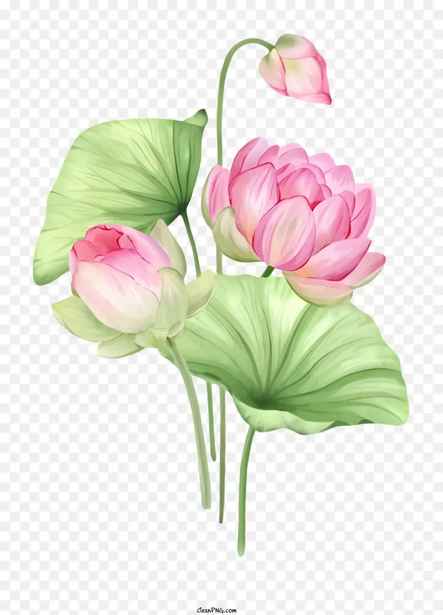 ícone，Flor De Lótus PNG