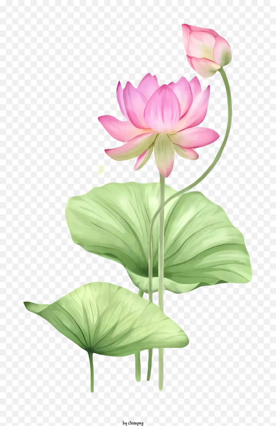 Flor De Lótus Rosa，Folha Verde PNG