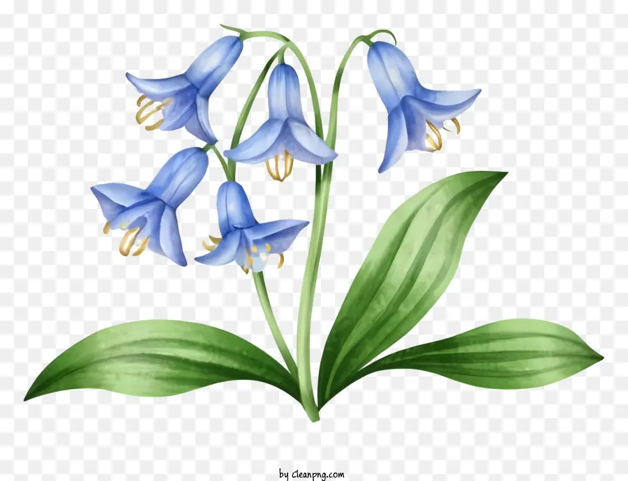 Cartoon，Flor De Bluebell PNG