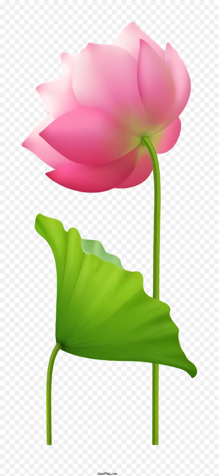 ícone，Lótus Rosa PNG