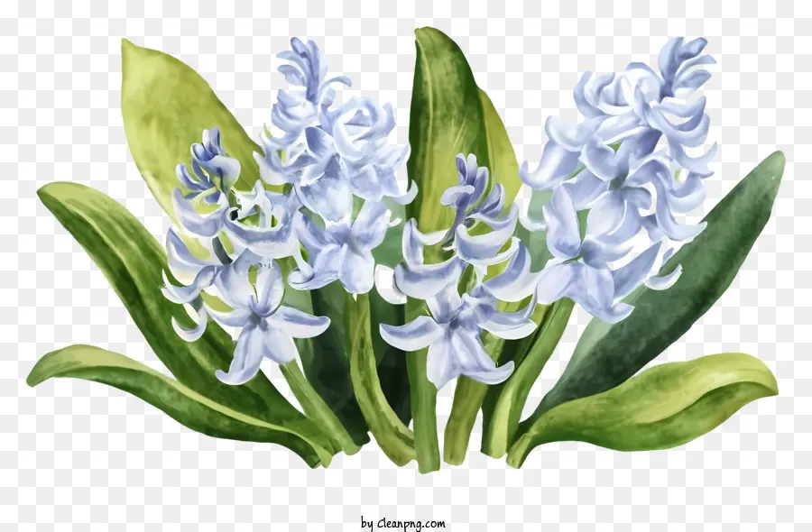 Cartoon，Flores De Hyacintth PNG