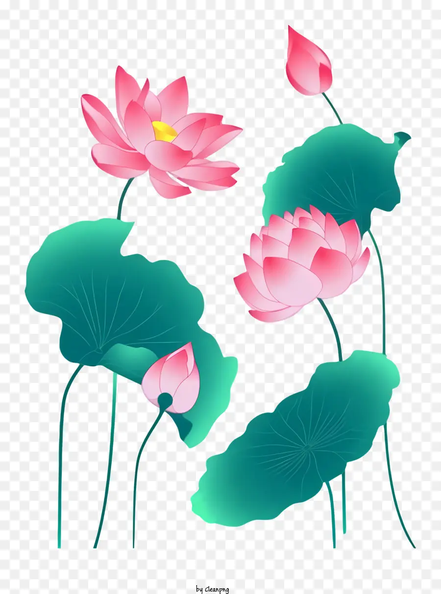 Flores De Lótus，Pétalas Cor De Rosa PNG