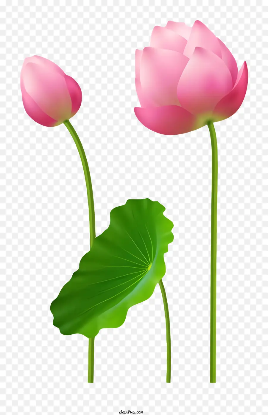 Flores De Lótus Rosa，Folhas Verdes PNG