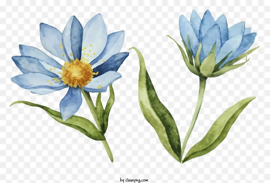 Desenho Animado，Flores Azuis PNG