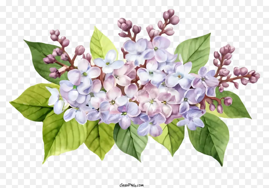 Cartoon，Lilacs PNG