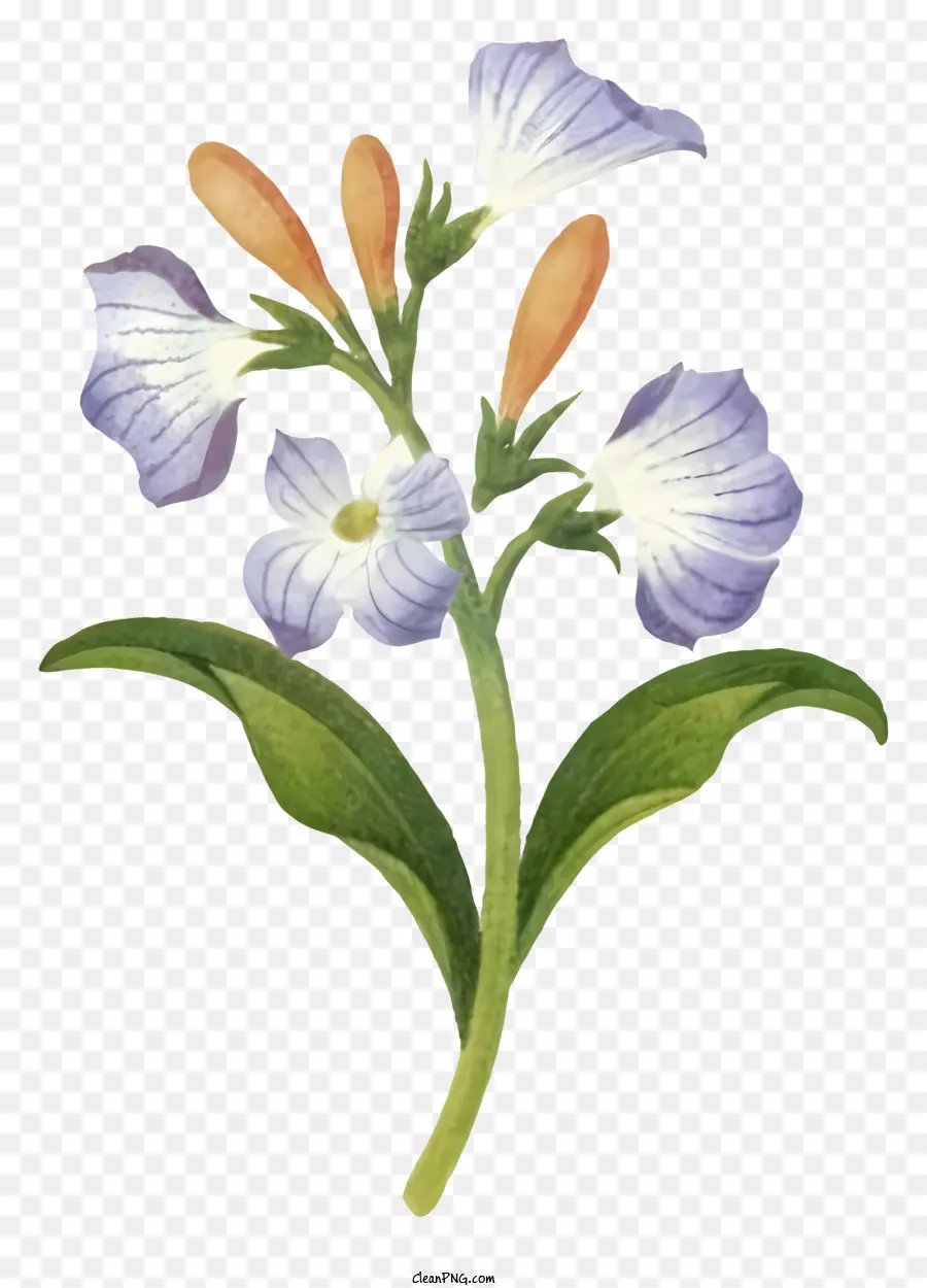 Cartoon，Flores Roxas E Brancas PNG