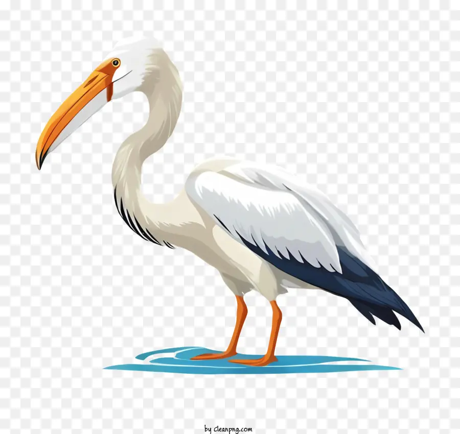 Pássaro Branco Grande，Bico Grande PNG