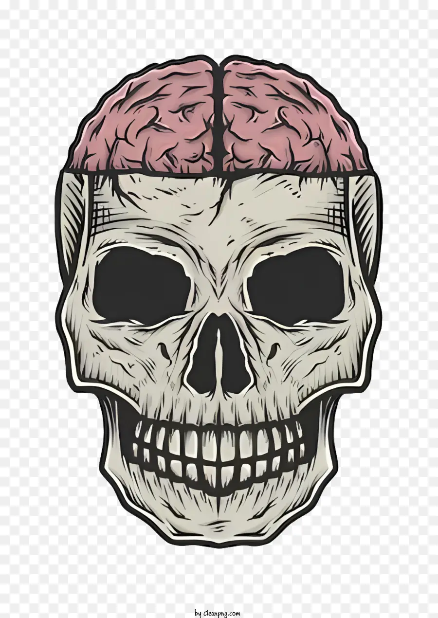 Crânio Humano，Cérebro PNG