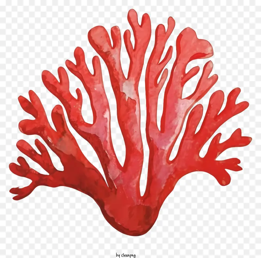 Cartoon，Vermelho Coral PNG