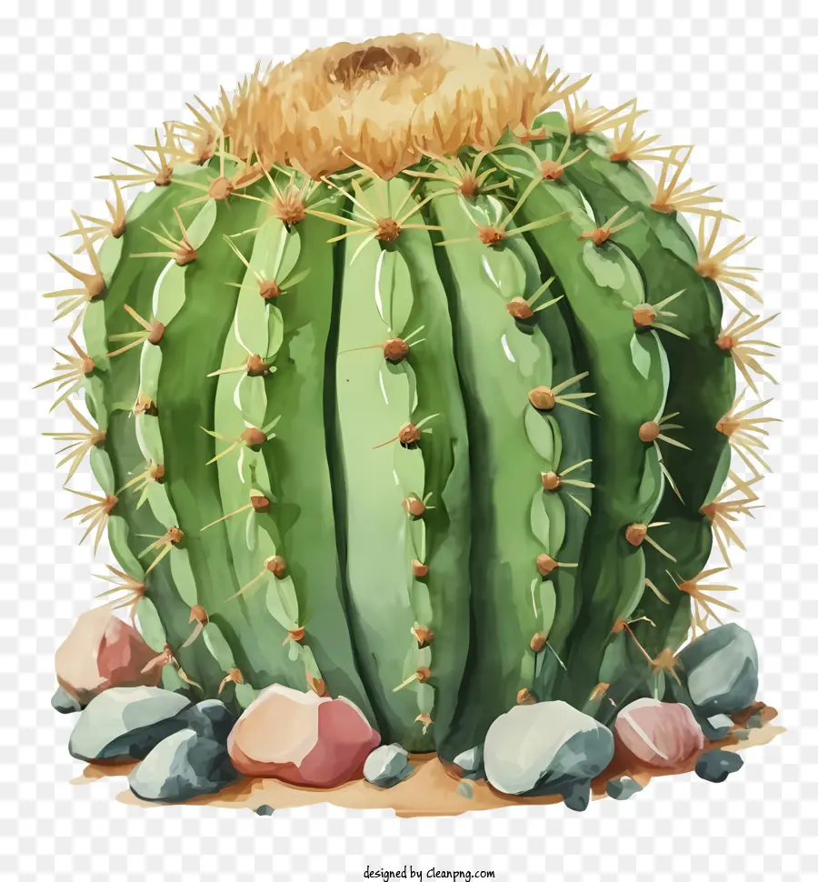 Cartoon，Cactus PNG