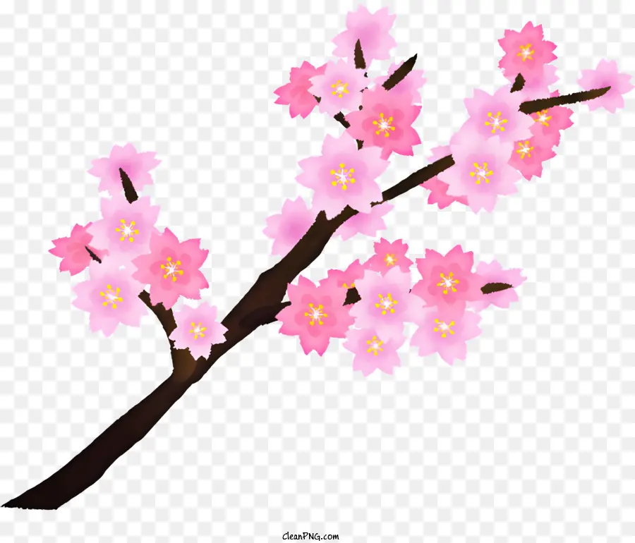 Sakura Flor，Cor De Rosa PNG
