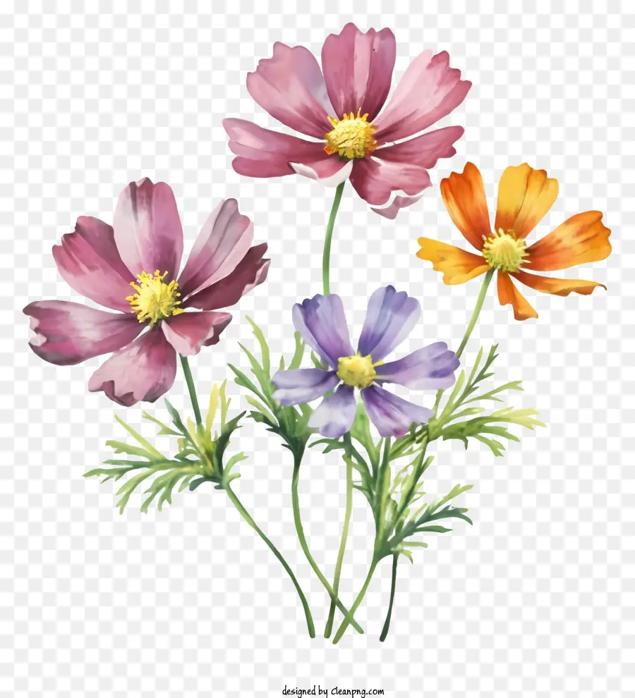 Desenho Animado，Flores Do Cosmos PNG