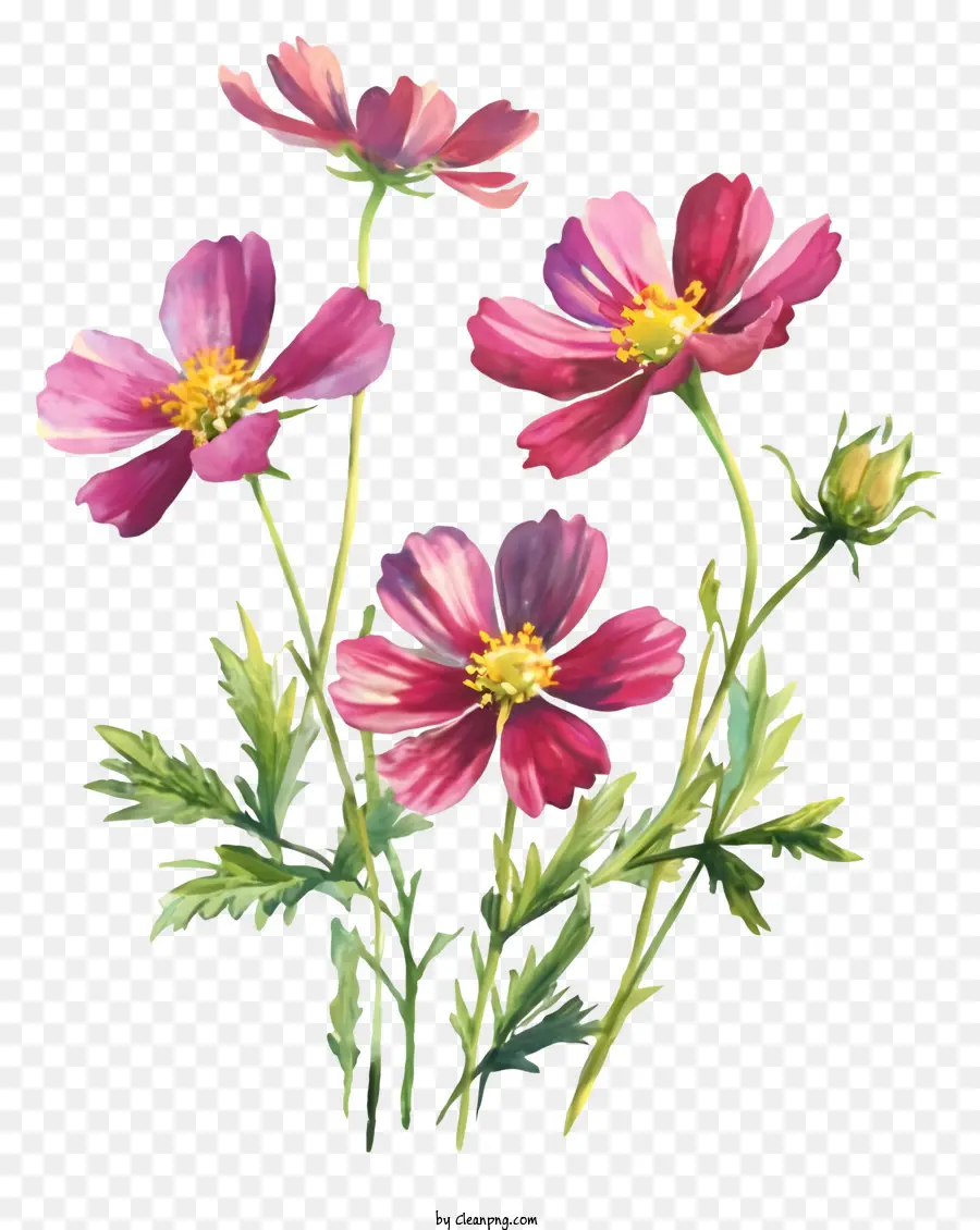 Desenho Animado，Flores Do Cosmos PNG