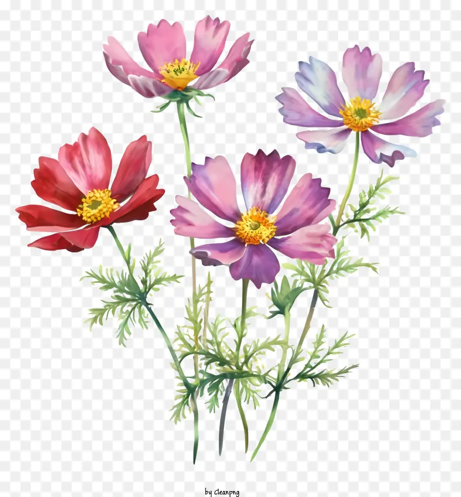 Desenho Animado，Flores Do Cosmos PNG