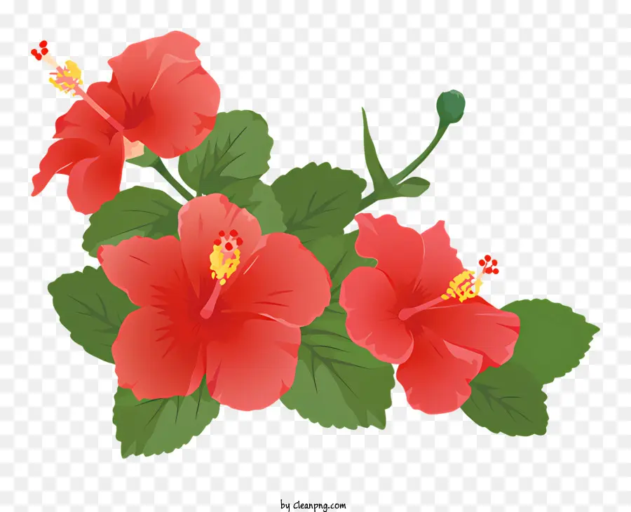 Flor De Hibisco，Planta Tropical PNG