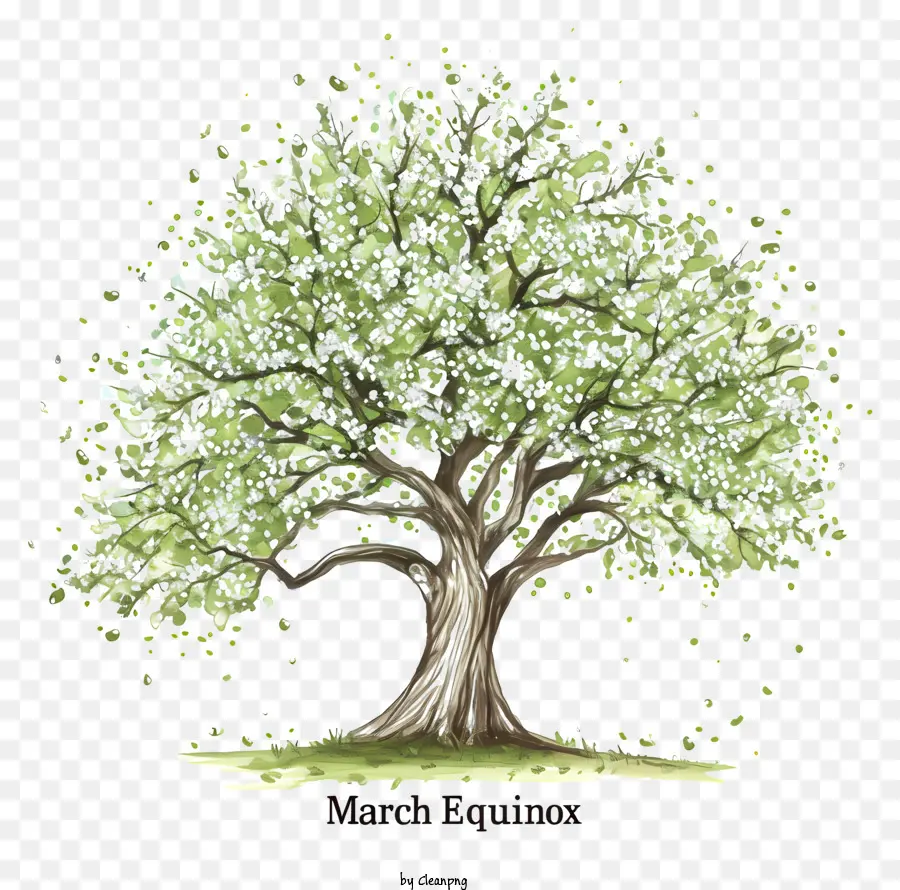 O Equinócio De Março，Oak Tree PNG