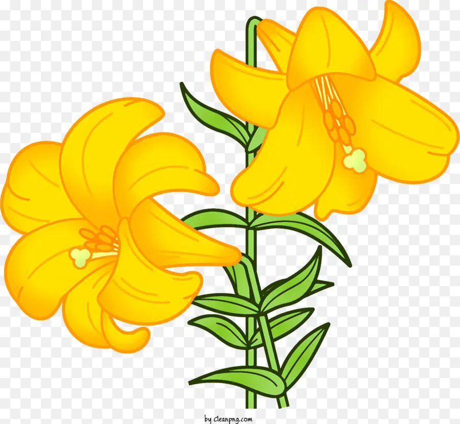 O Amarelo Da Flor Do Lírio，Folhas Verdes PNG