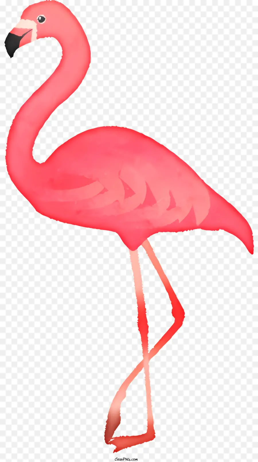 Flamingo，Penas Rosa PNG