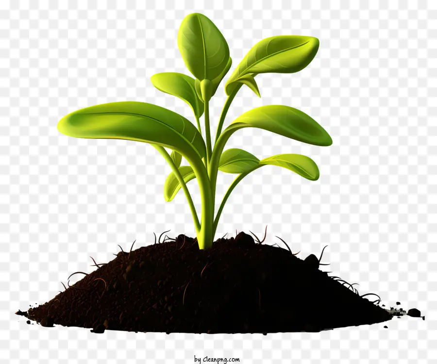 Broto Verde，O Crescimento Da Planta PNG